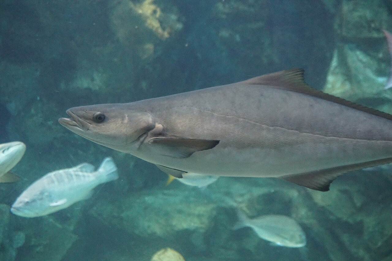 Is cobia kosher illustration showing the fins and scales on a whole cobia fish