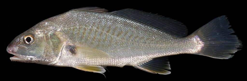 Is croaker kosher illustration showing an Atlantic croaker fish with its fins and scales visible