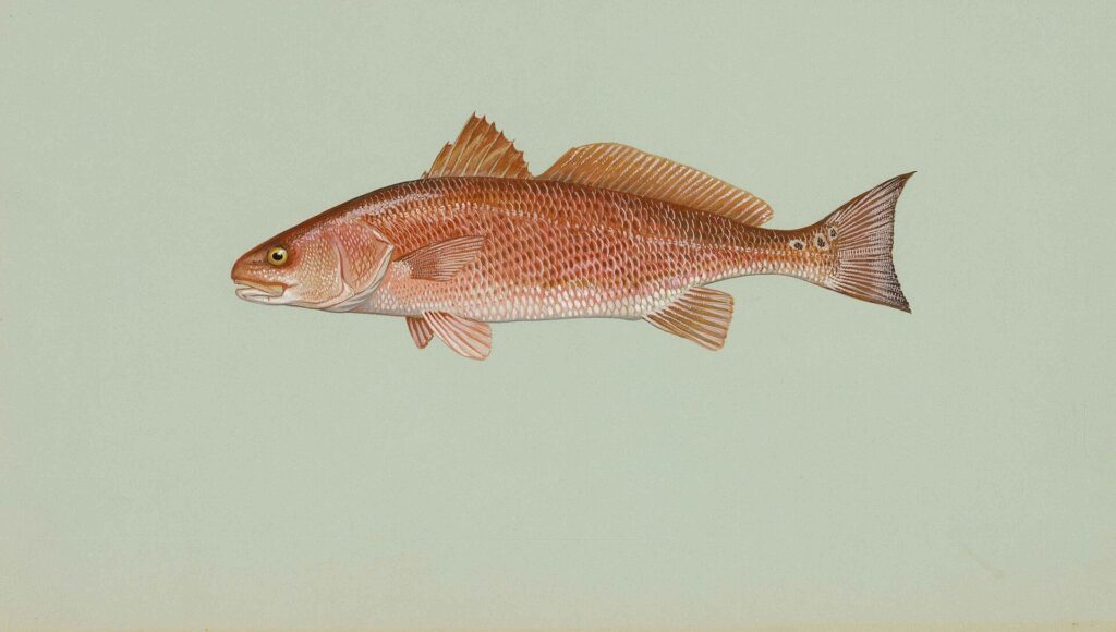 Is drum fish kosher illustration of a red drum showing its fins and scales