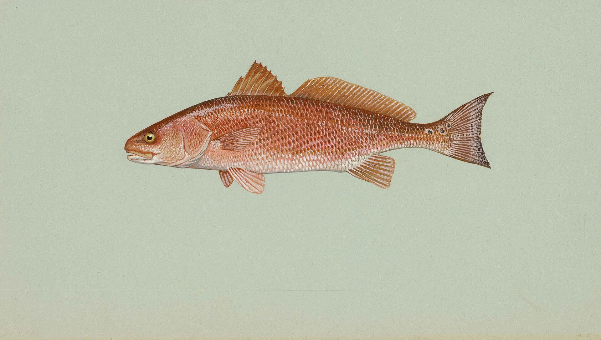 Is drum fish kosher illustration of a red drum showing its fins and scales