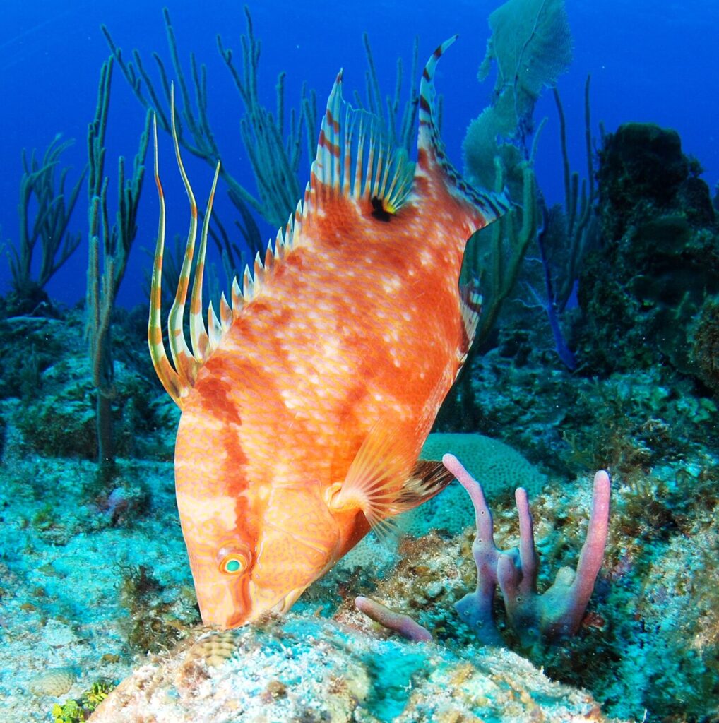 Is hogfish kosher? A hogfish (Lachnolaimus maximus) showing its fins and ordinary scales