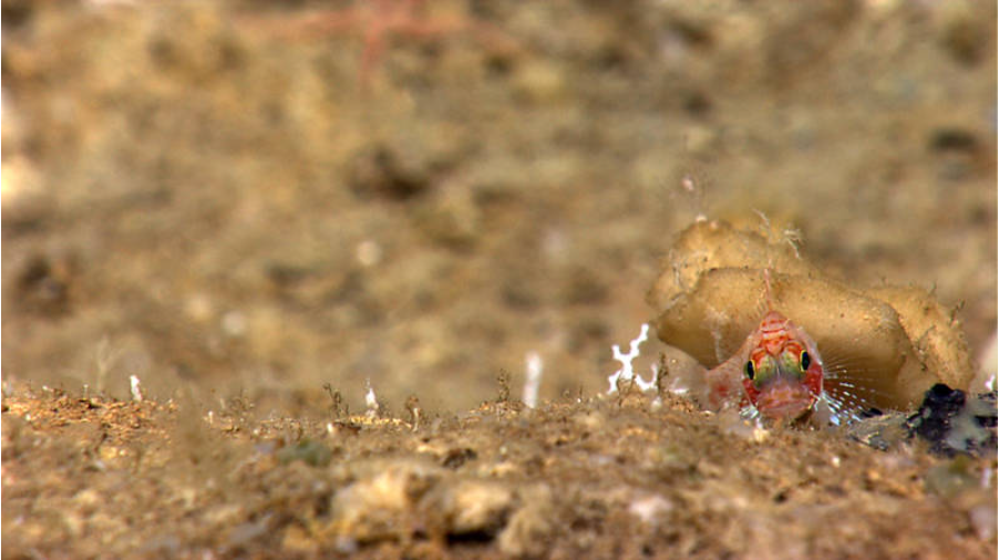 Is scorpion fish kosher? A red scorpionfish (Scorpaenidae) with fins and ctenoid scales in the Mona Passage, NOAA Ocean Exploration