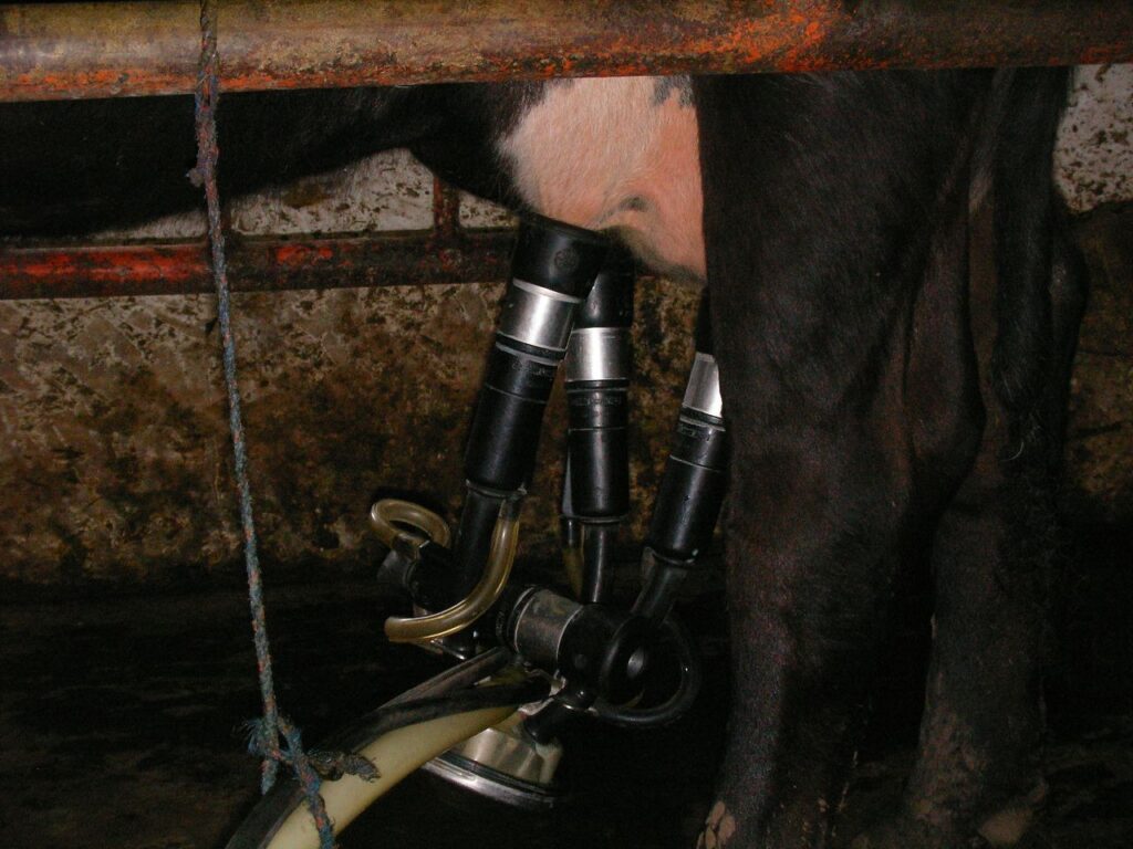 Dairy cow being milked, the source of chalav Yisrael supervised kosher milk