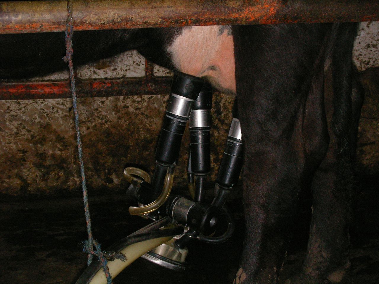 Dairy cow being milked, the source of chalav Yisrael supervised kosher milk
