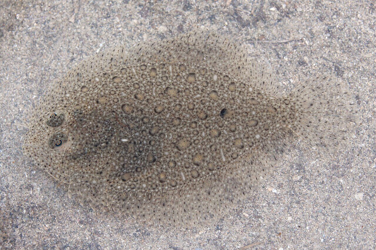 Brill (Scophthalmus rhombus), the flatfish behind the is brill kosher question, showing its fins and scales
