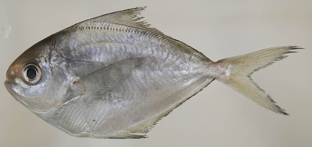 Is butterfish kosher: a true American butterfish (Peprilus triacanthus) showing its fins and fine scales