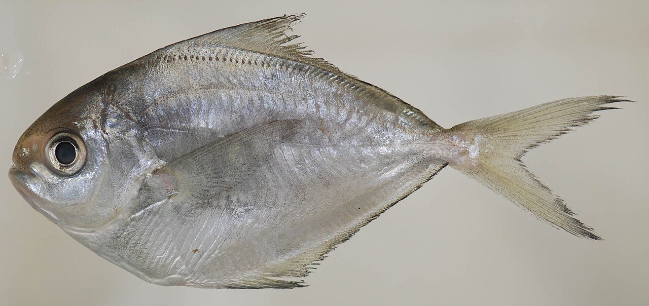 Is butterfish kosher: a true American butterfish (Peprilus triacanthus) showing its fins and fine scales