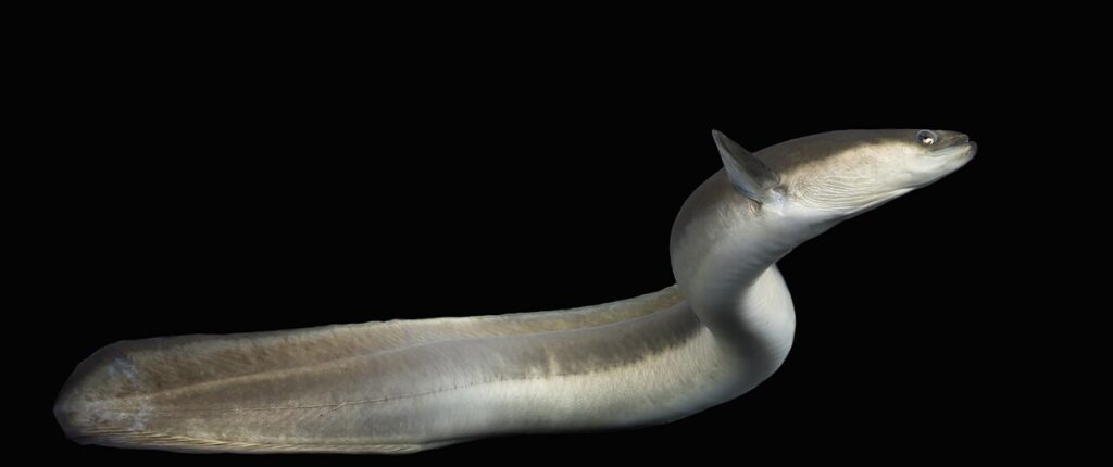 Is eel kosher? American eel, a species ruled non-kosher under Jewish dietary law