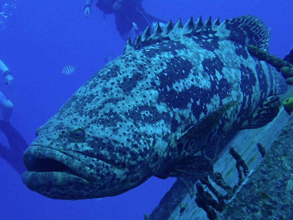 Goliath grouper underwater, illustrating whether grouper is kosher