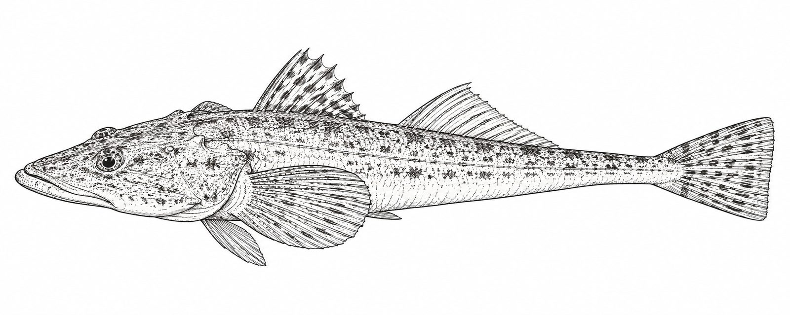 Is flathead kosher? Sketch of a flathead fish showing the fins and scales that make it kosher