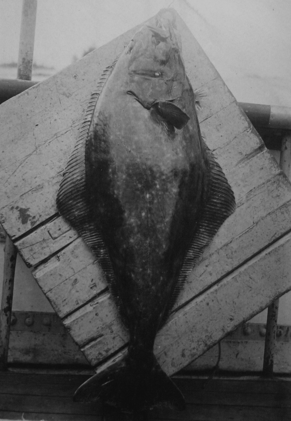 Is halibut kosher? Atlantic halibut, a kosher flatfish with fins and removable scales