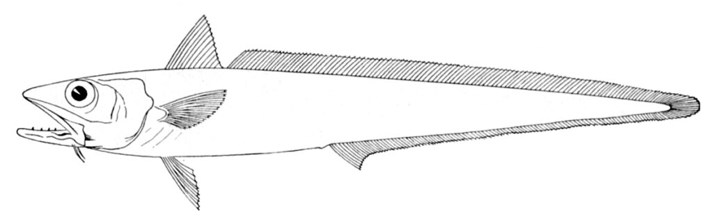 Hoki (Macruronus novaezelandiae), the fish behind the is hoki kosher question, in an 1896 scientific illustration showing its fins and long tapering body