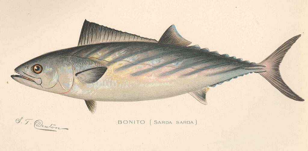 Atlantic bonito illustration for is bonito kosher