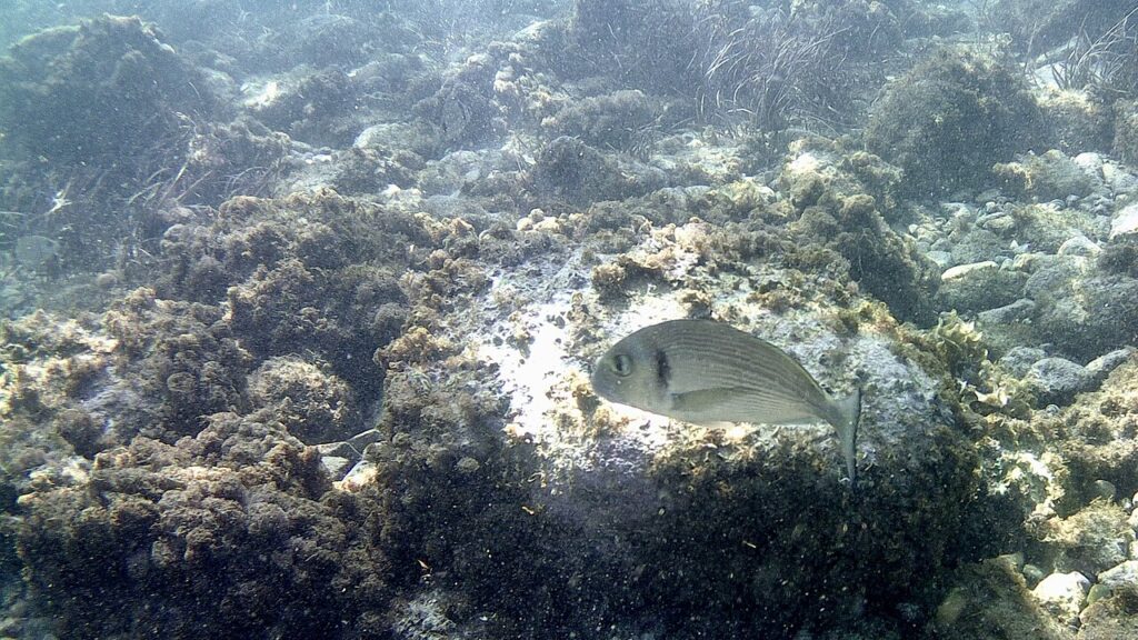 Gilt-head bream, a sea bream, for the is bream kosher question