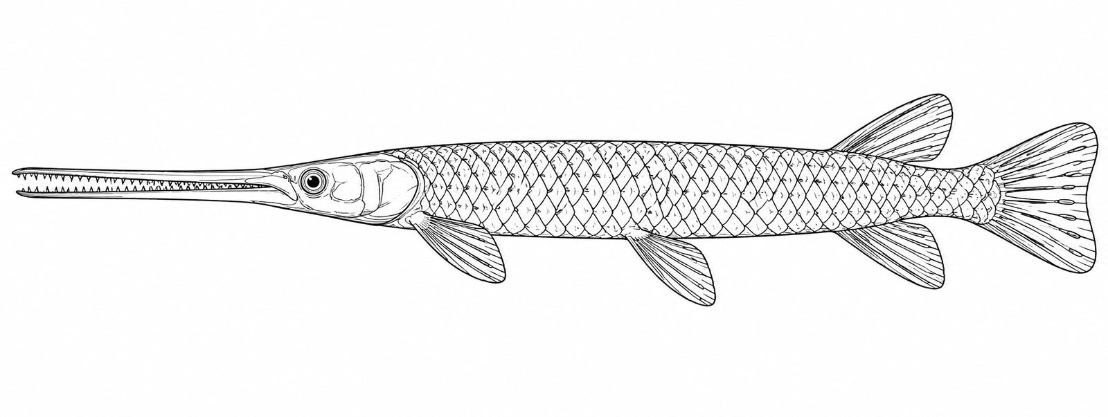 Is gar fish kosher - sketch illustration of a longnose gar showing armored ganoid scales