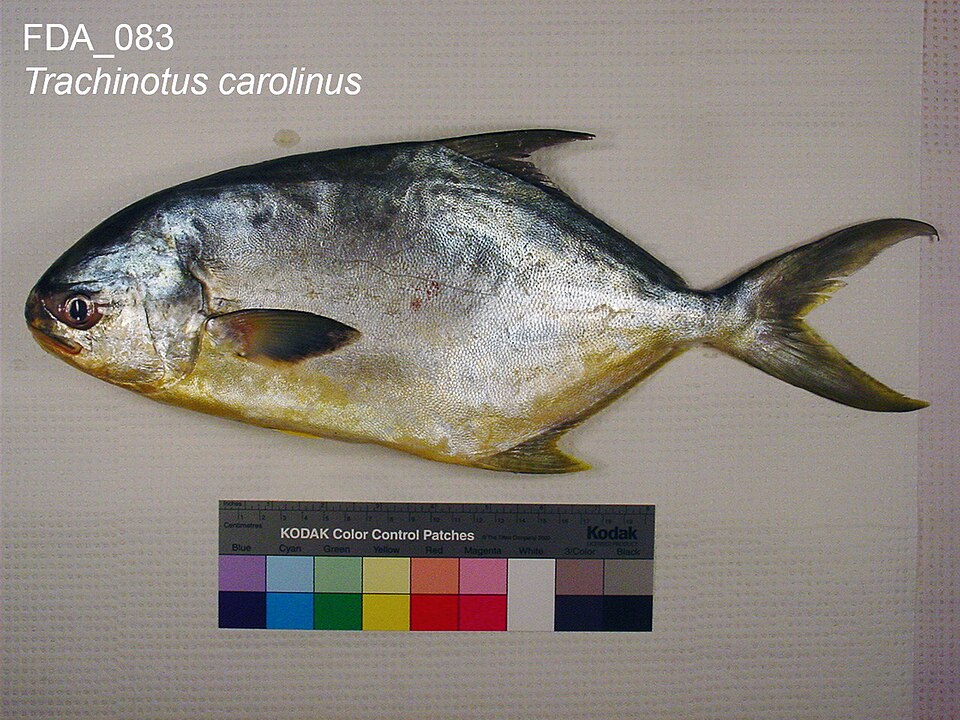 Florida pompano photo for is pompano kosher