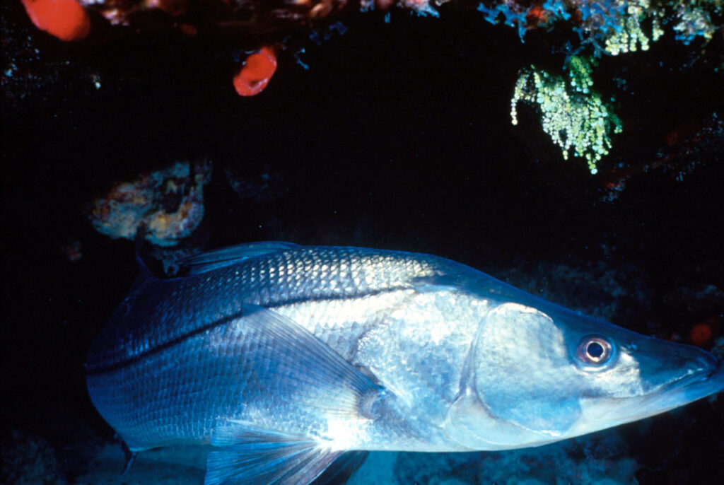 Common snook photo for is snook kosher