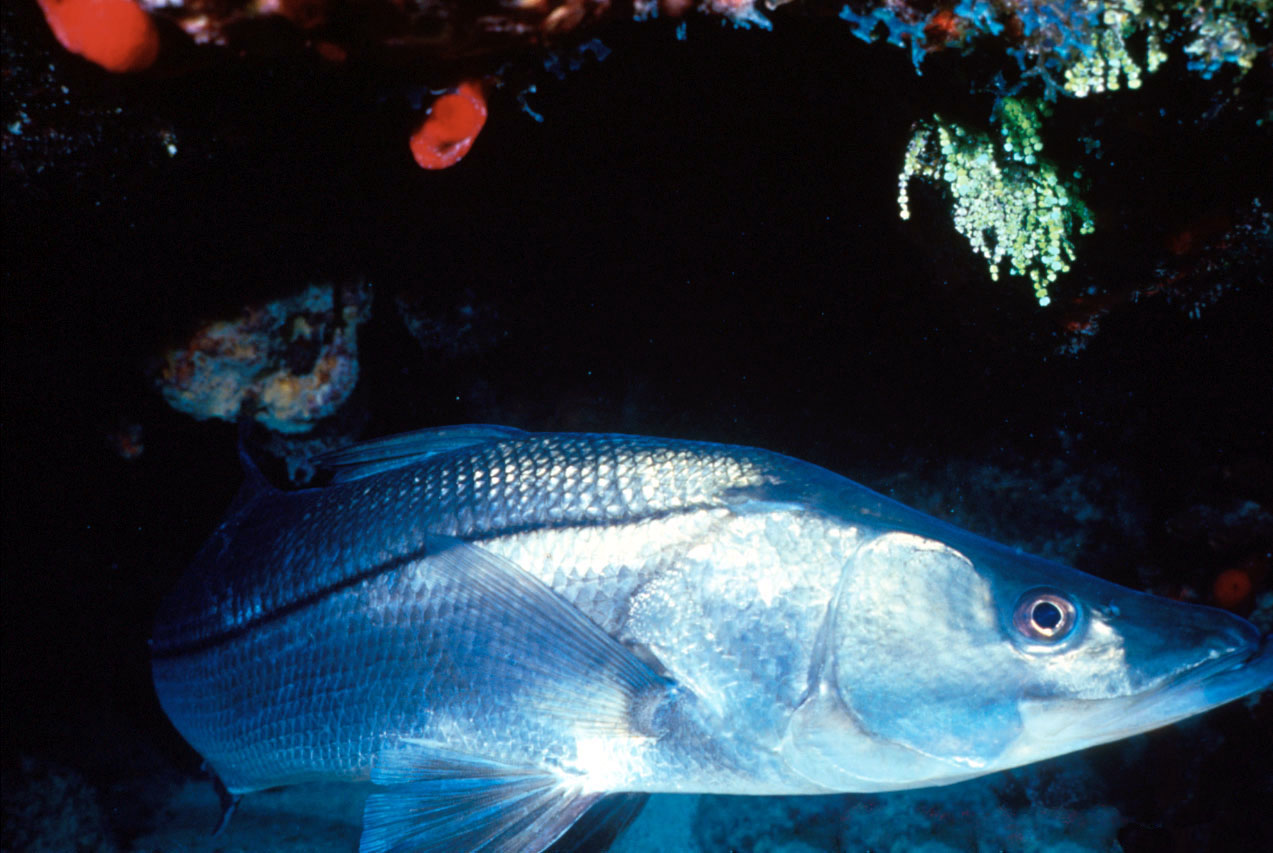 Common snook photo for is snook kosher