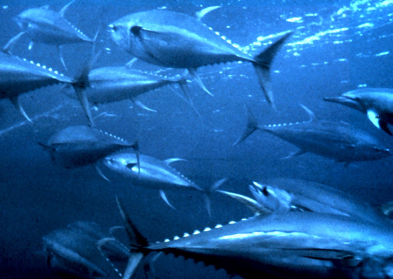 Yellowfin tuna swimming, showing the fins that make the answer to is tuna kosher a yes